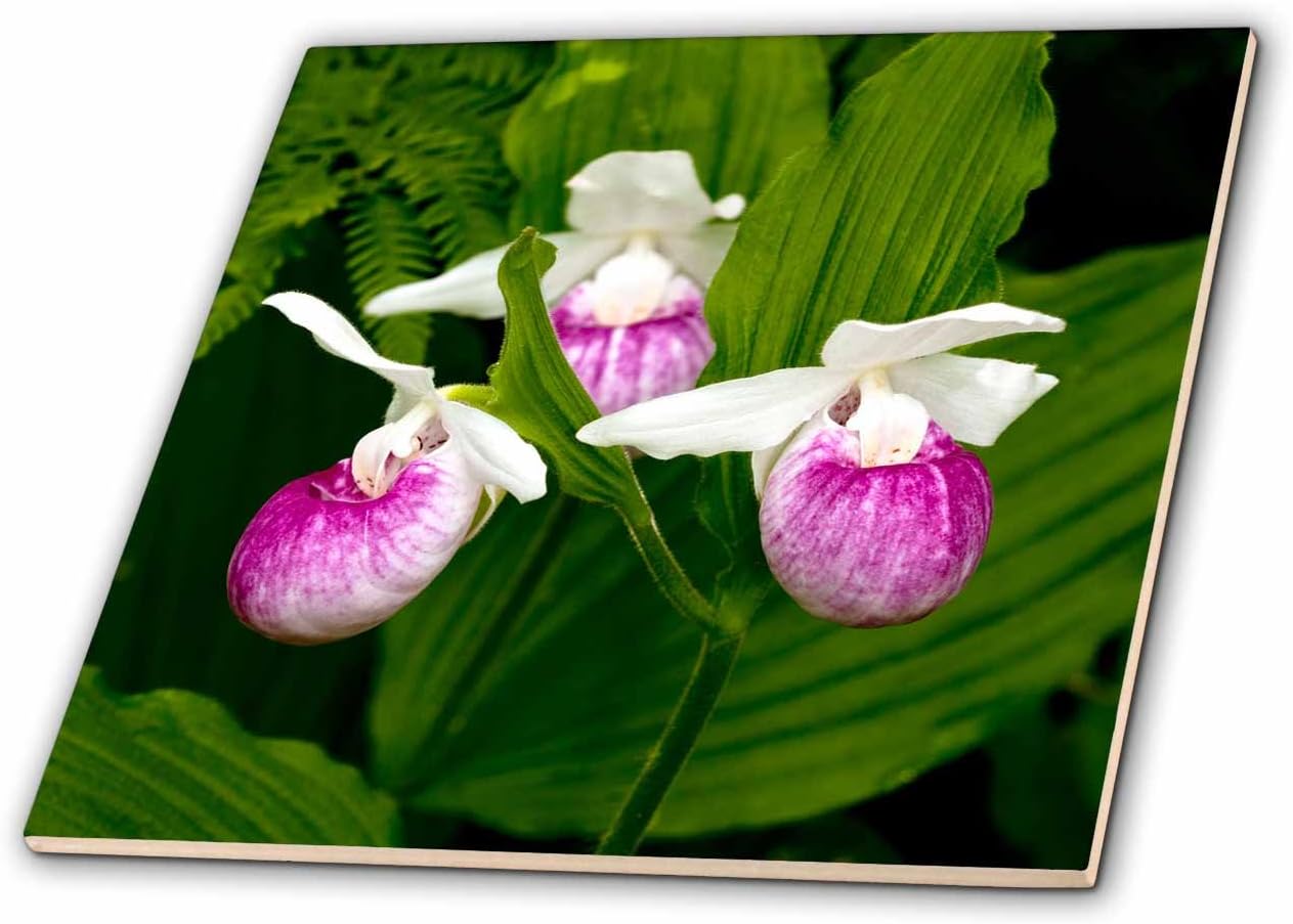 Lady Slipper Tile