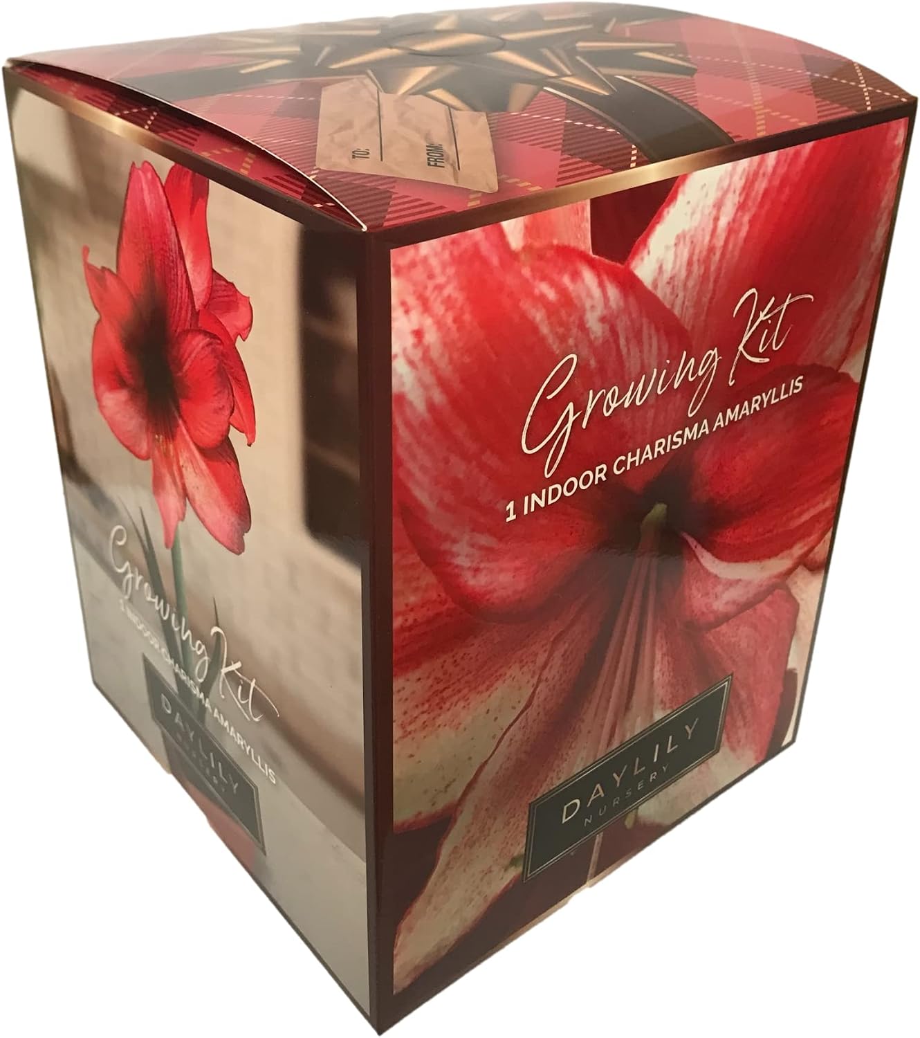 Red Amarylis Growing Kit