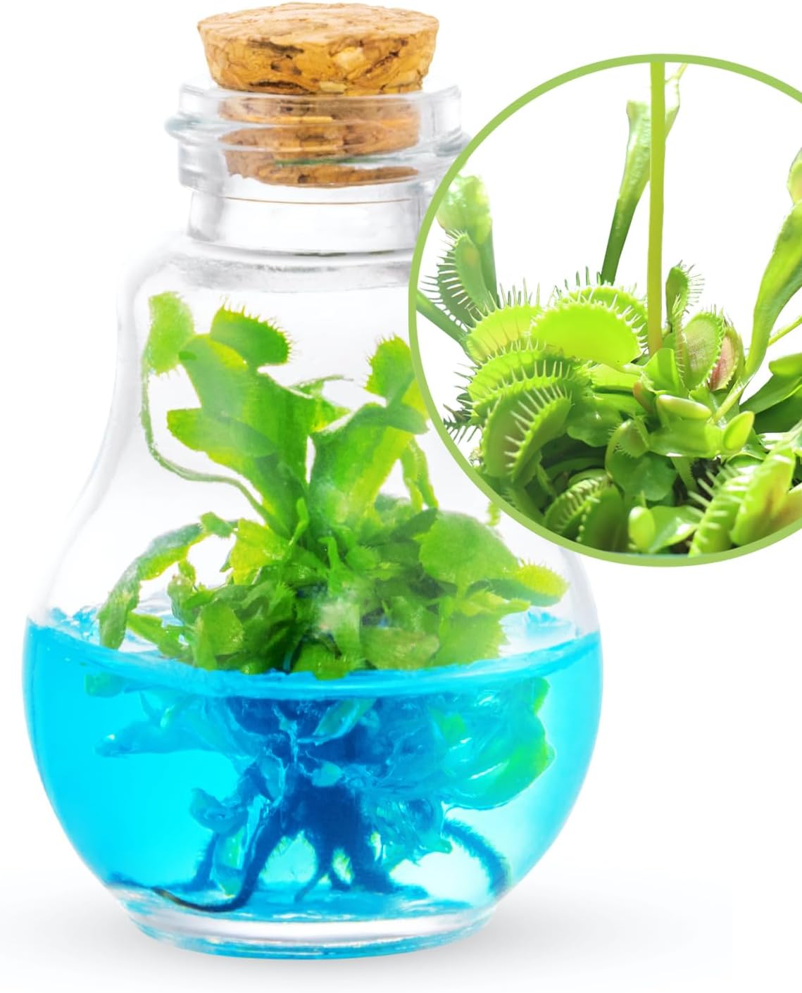 Grow Your Own Venus Flytrap
