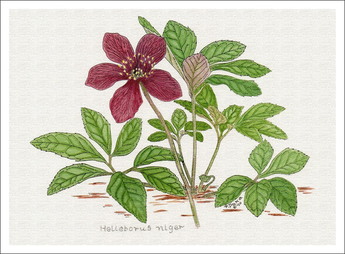 Hellebore Botanical Print