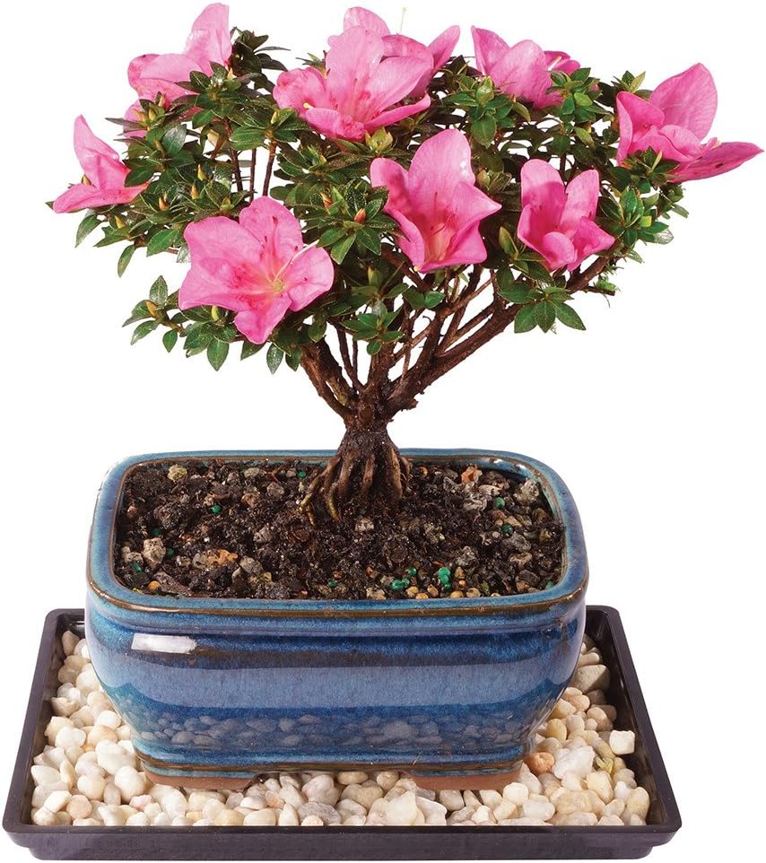 Azalea Bonsai Tree