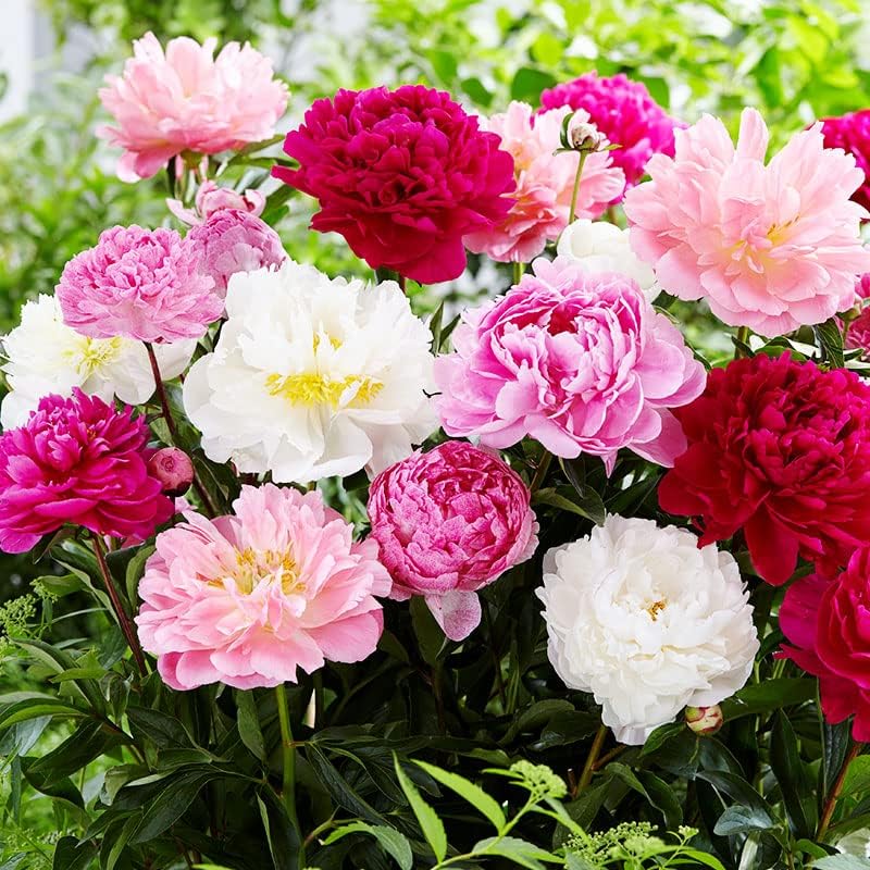 Mixed Peony Value Bag (3 Pack)