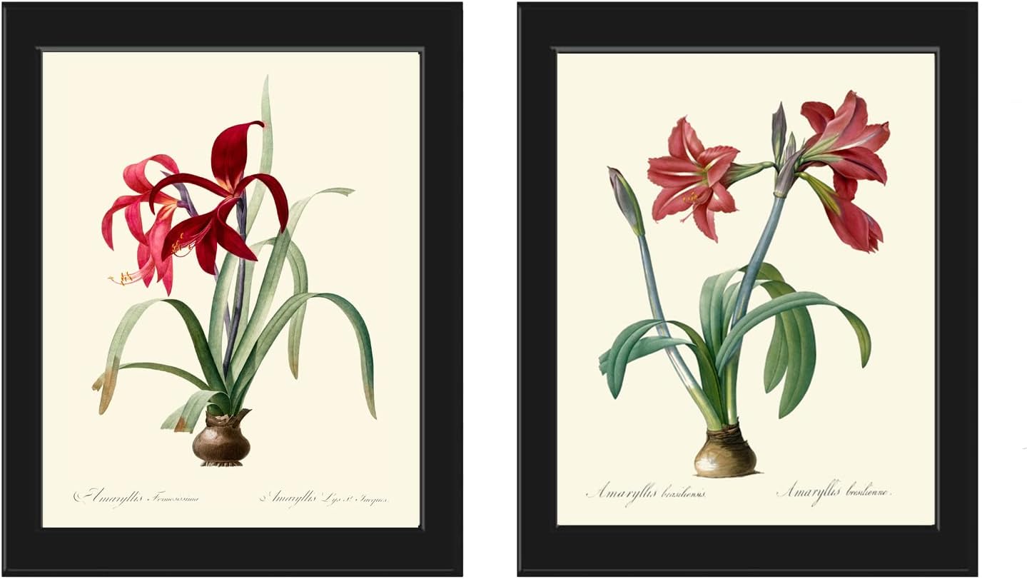 Red Amarylis Wall Art