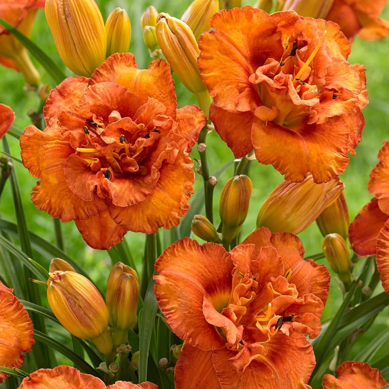 Awesome Luck Daylily Flower Roots - 3 Daylilies Per Pack