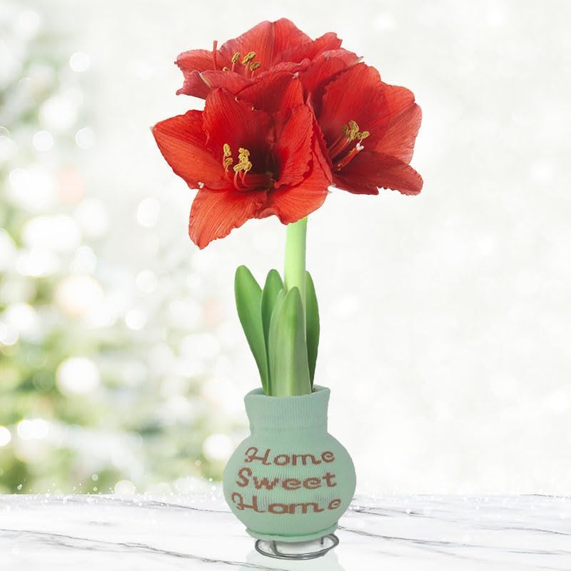 Amarylis Bulb