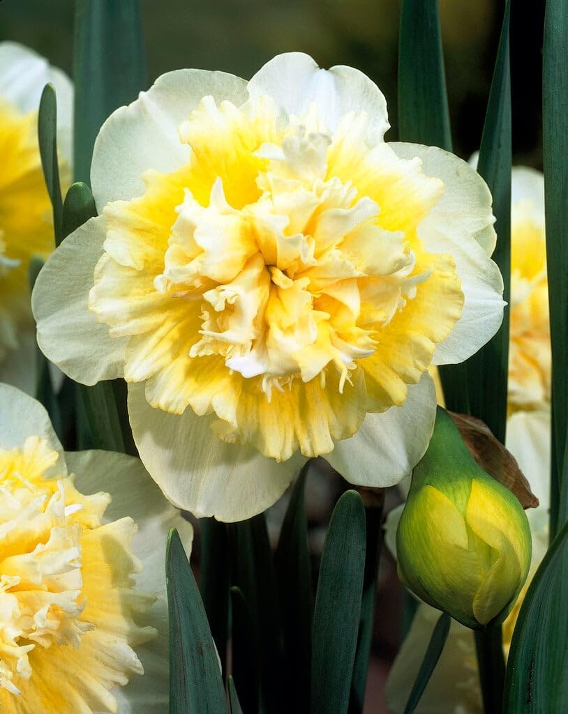 Set 30 Daffodil Bulls for Planting, Top Size Narcissus Flower Bulbs