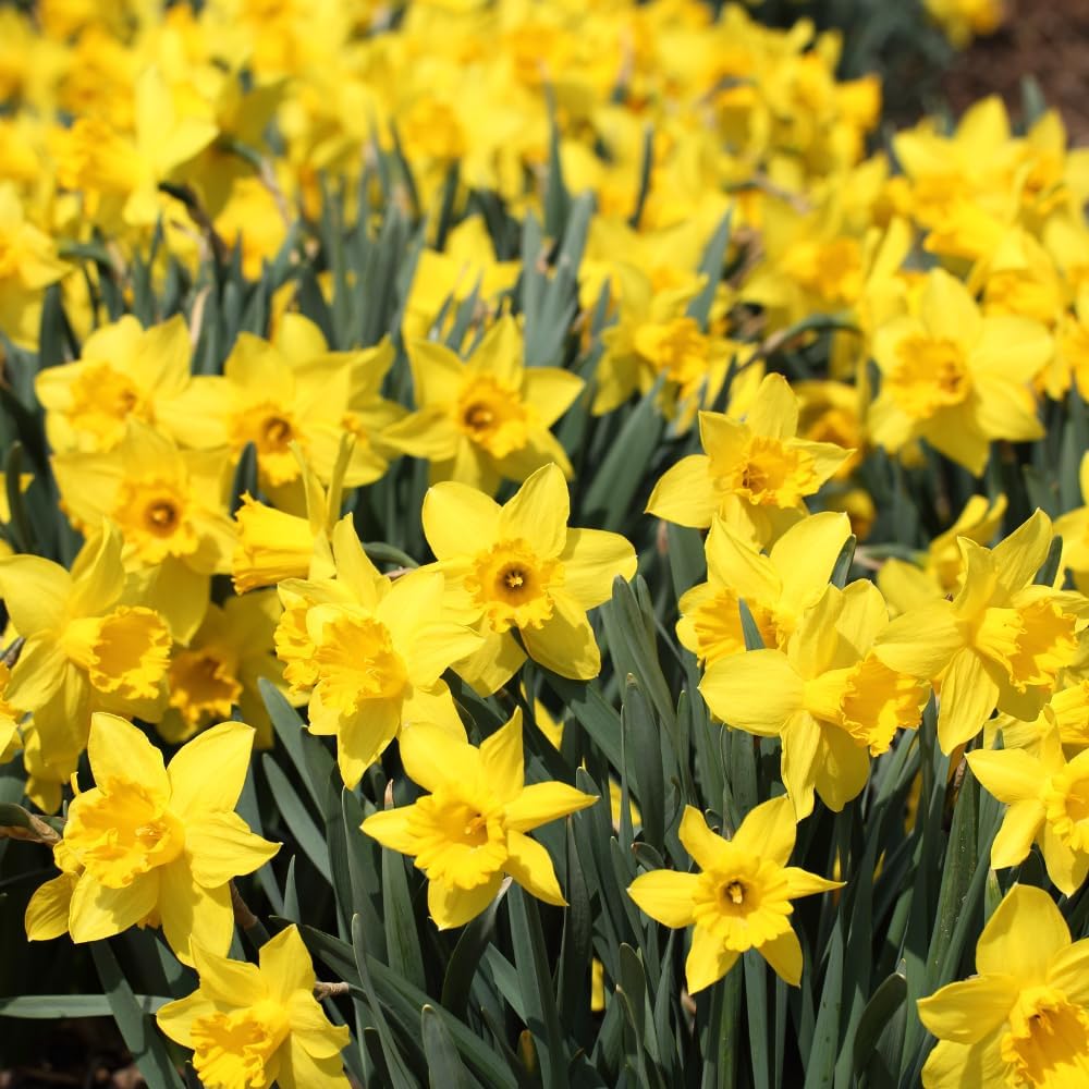 50 Yellow Daffodil Bulbs for Fall Planting
