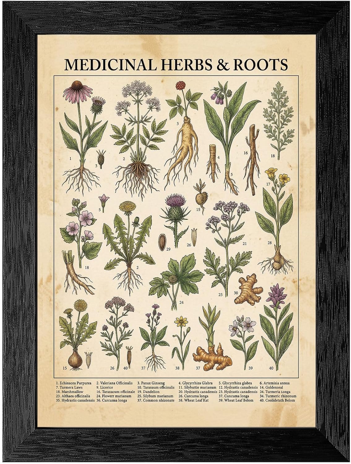 Medicinal Plants and Herbs Poster Print