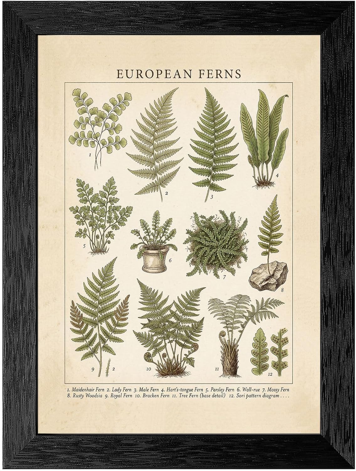Framed European Ferns Poster Prints