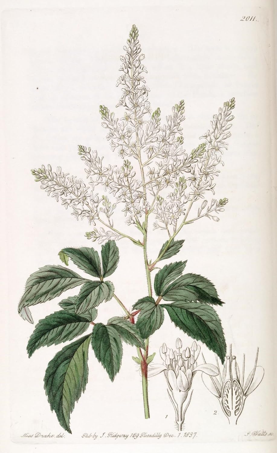 Astilbe Flower Wall Art