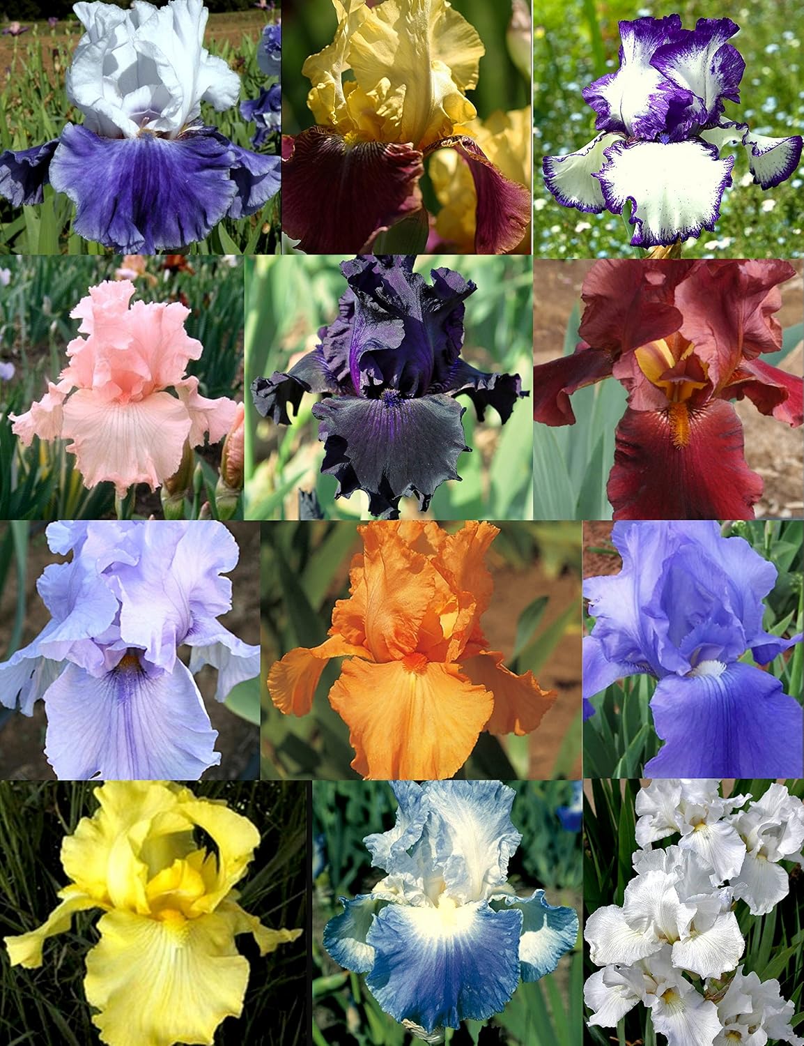 Asiatic Lilies Mix (10 Pack of Bulbs)  - B085Q12H7J5 Tall Bearded Iris (Iris germanica) Rhizomes/Bulbs~Mixed Colors
