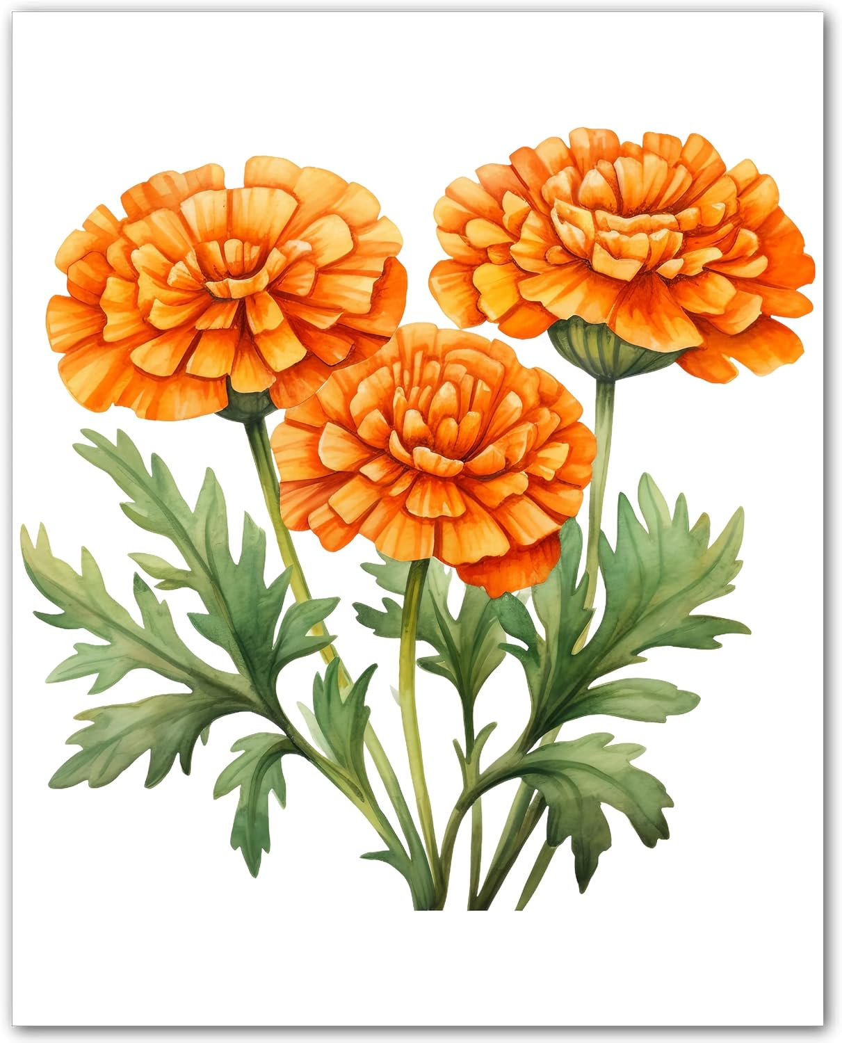Orange Marigold Print