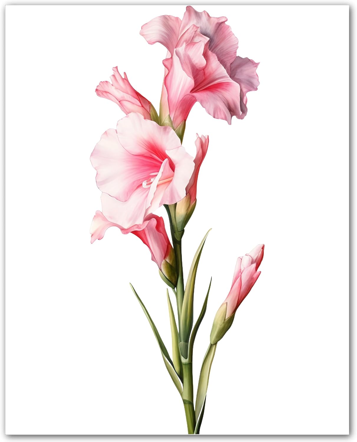 8X10 Unframed Gladiolas Poster Print