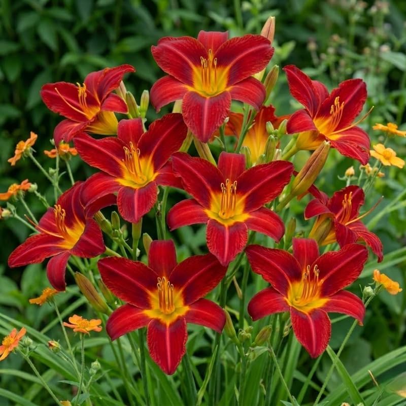 5 October Daylily Bulbs for Planting