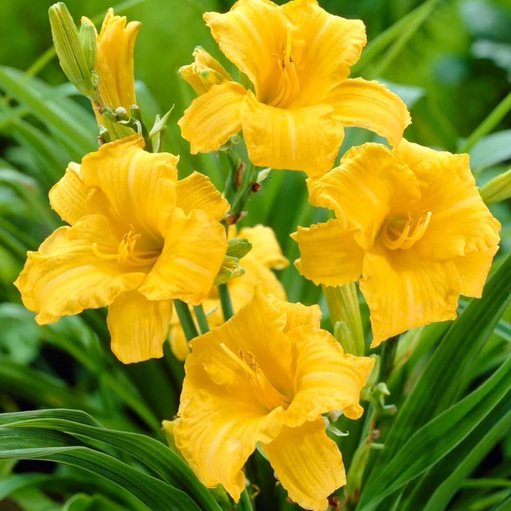 5 Golden Yellow Daylily Bulbs for Planting, Summer Hardy Day Lilies