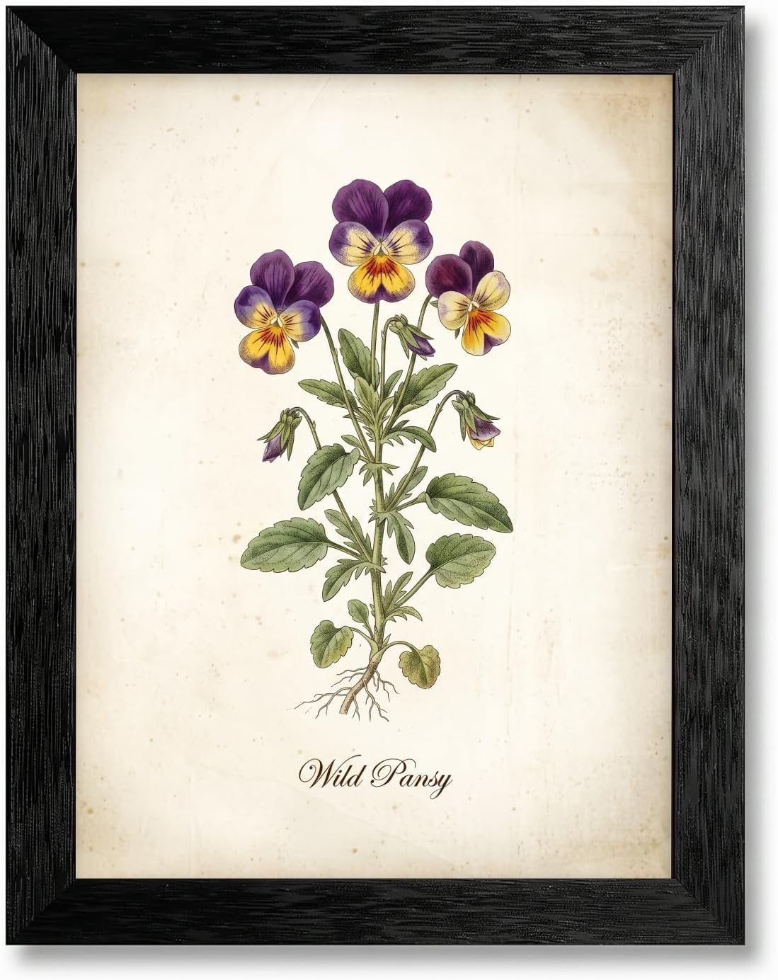 Famed Canvas Johnny Jumpup Pansy Flower Wall Art
