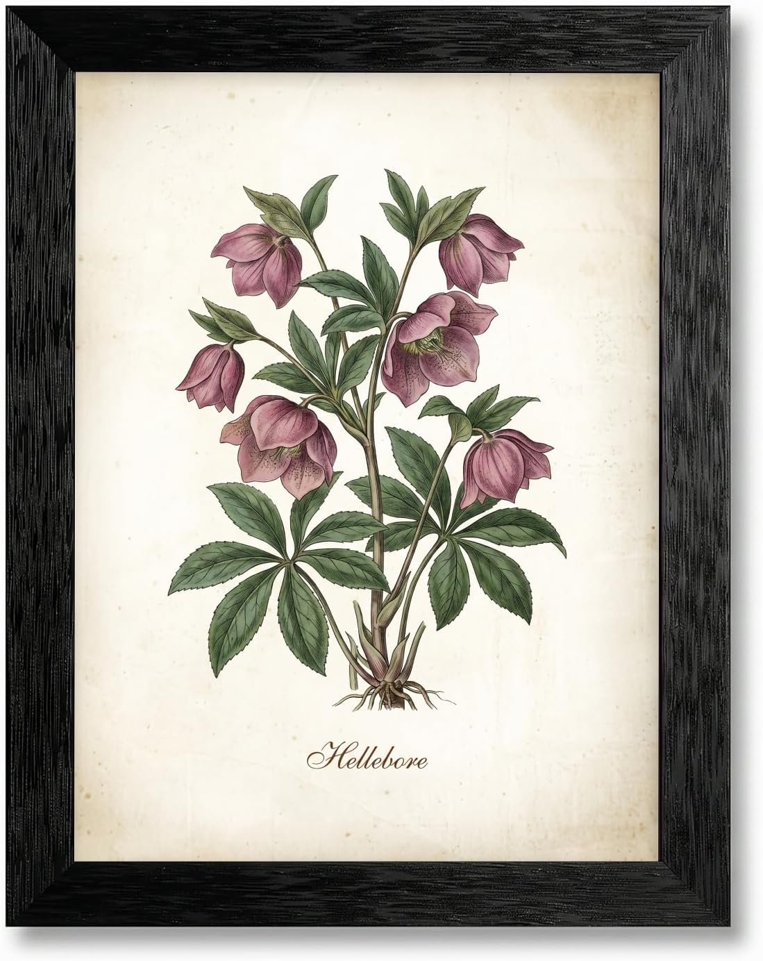 Framed Canvas Hellebore Flower Wall Art