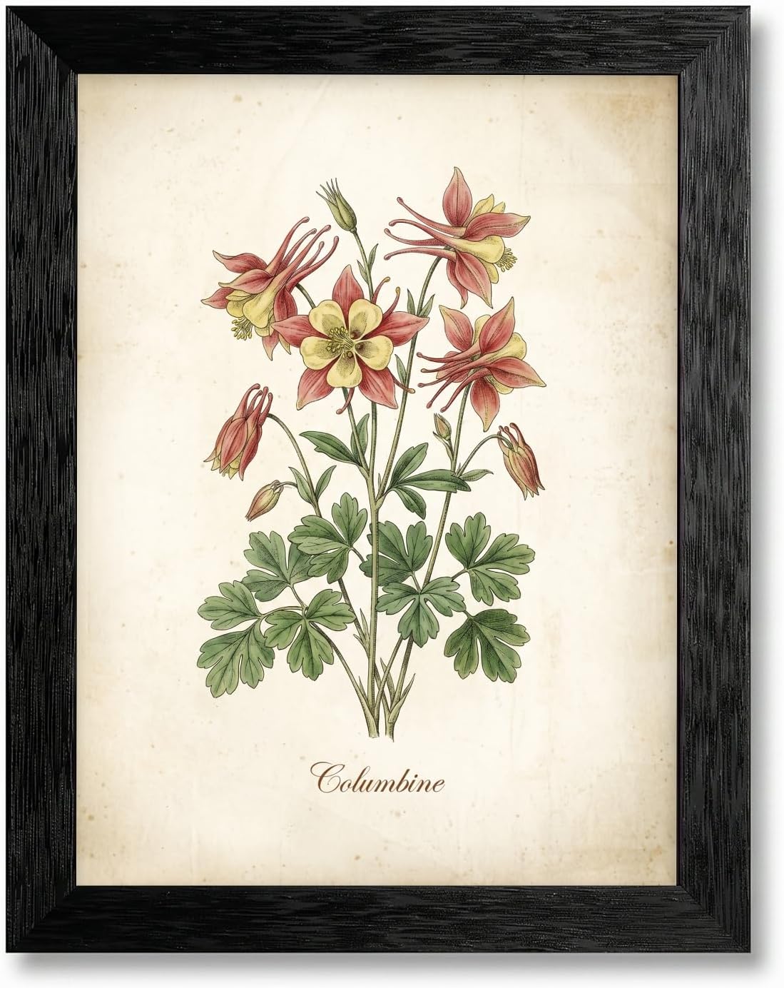 Framed Canvas Columbine Flower Wall Art