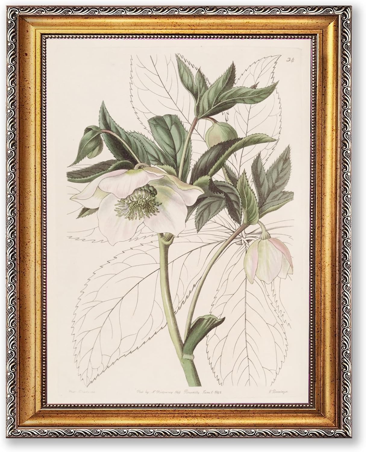 Framed Hellebore Flower Wall Art