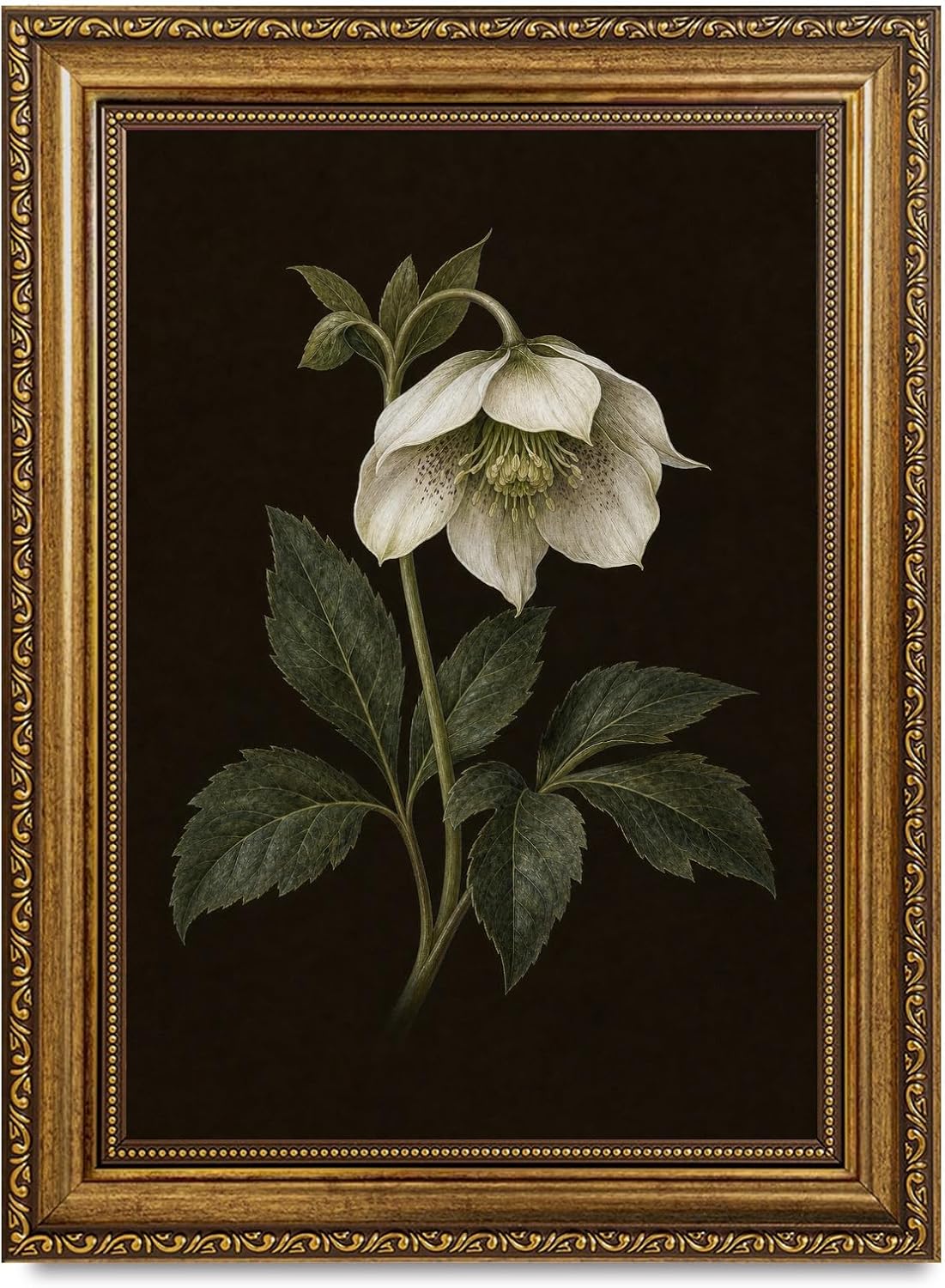 Framed Hellebore Wall Print