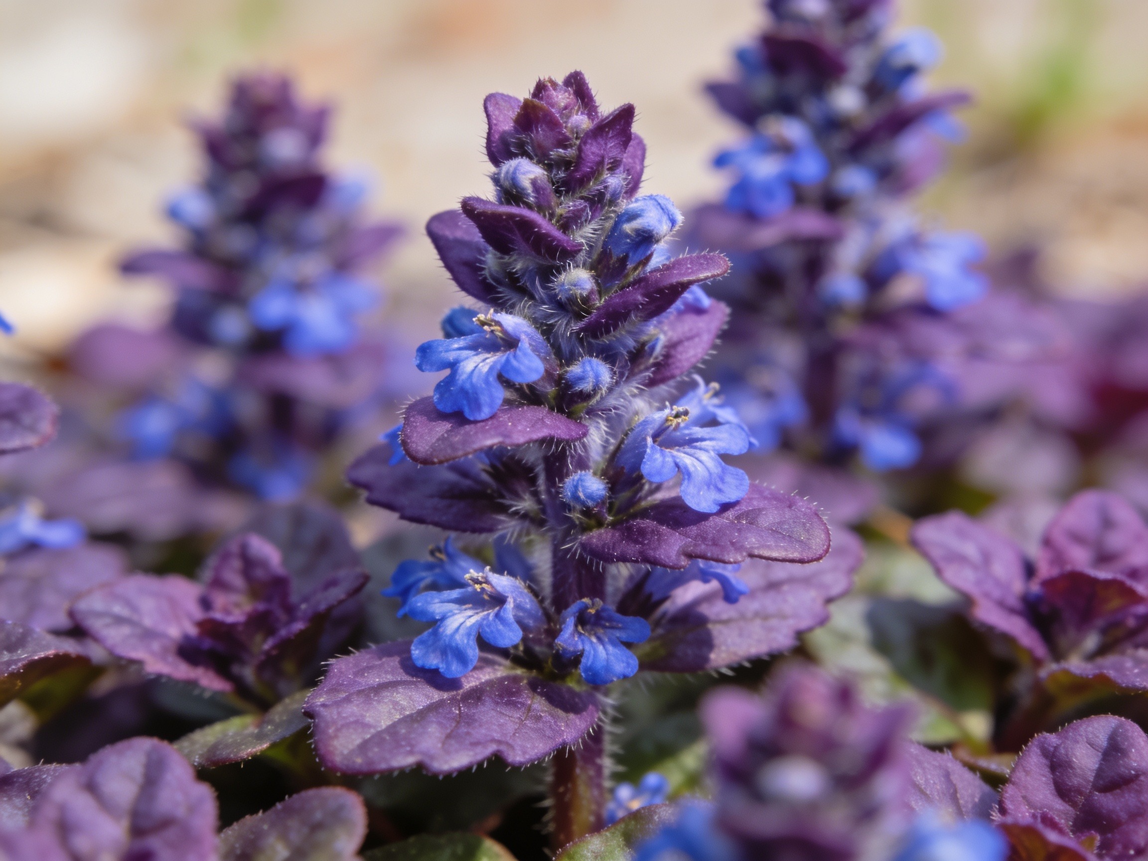 Ajuga Hero
