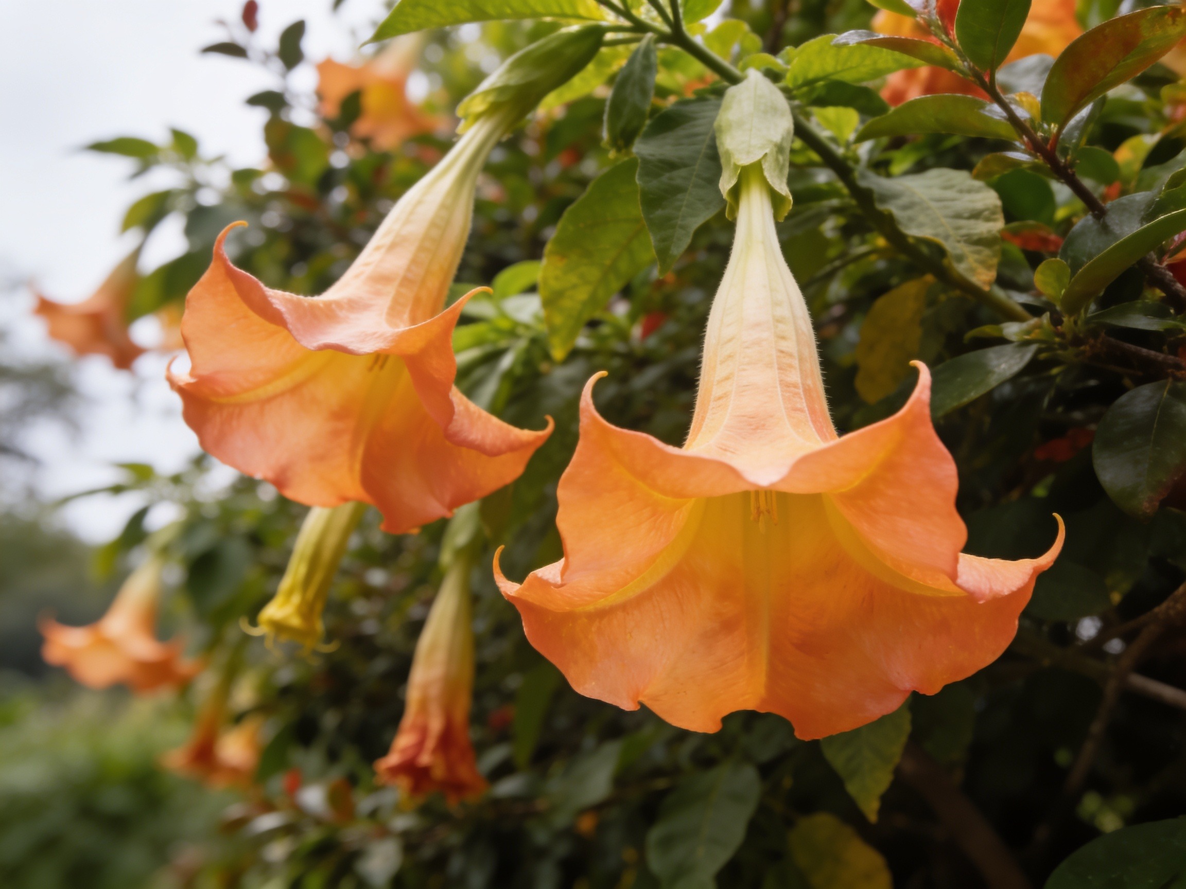 Angels Trumpet Hero