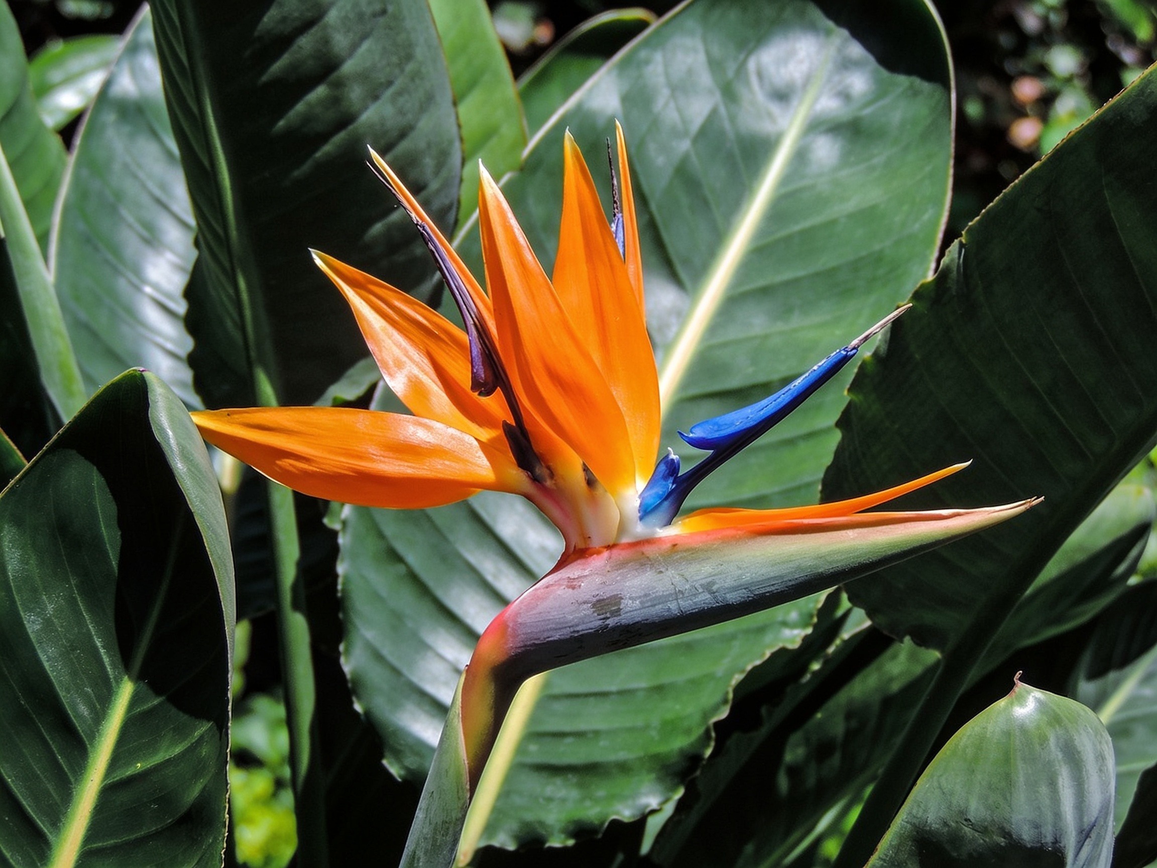 Bird Of Paradise Hero