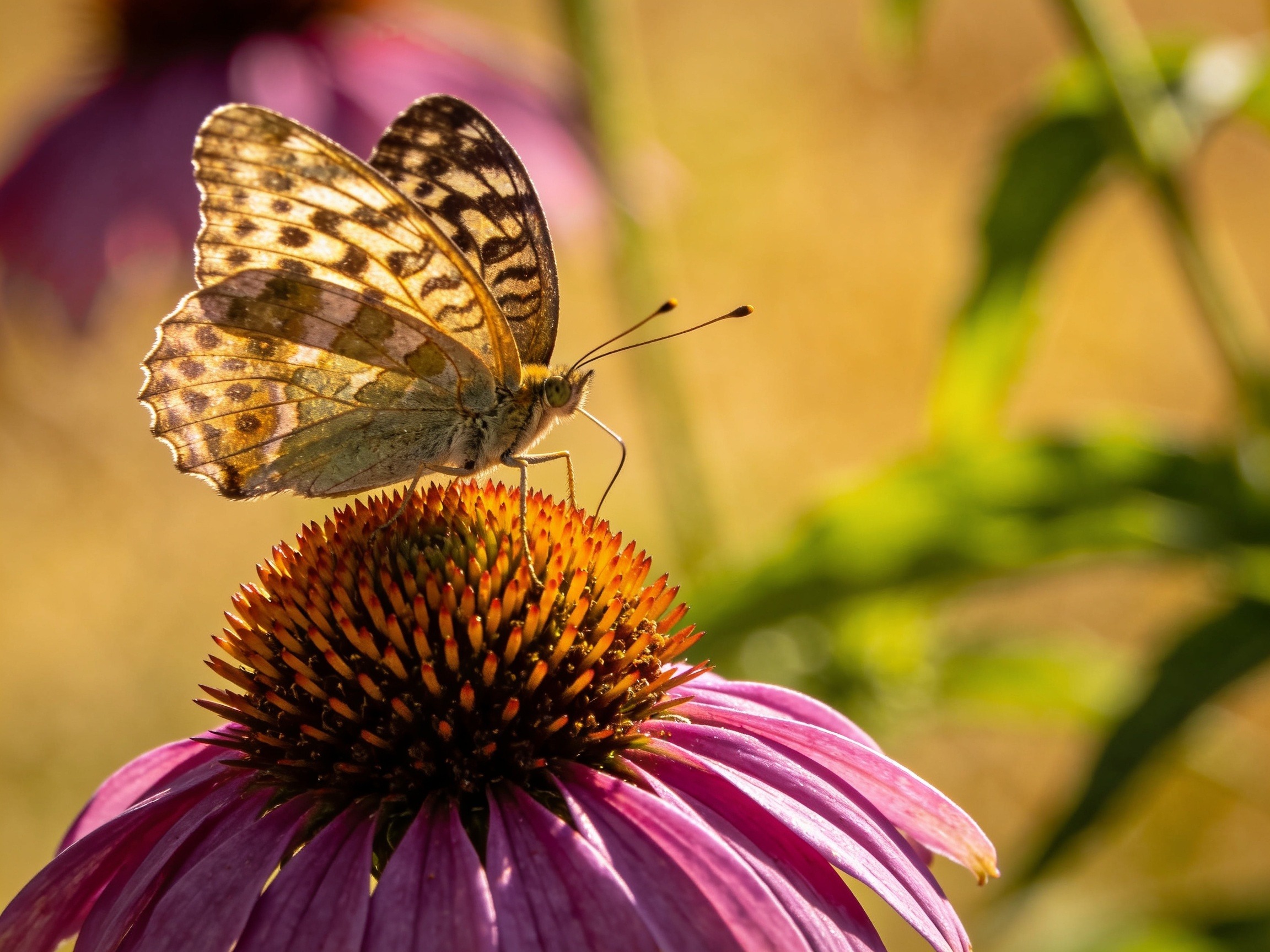 Butterfly Garden Hero