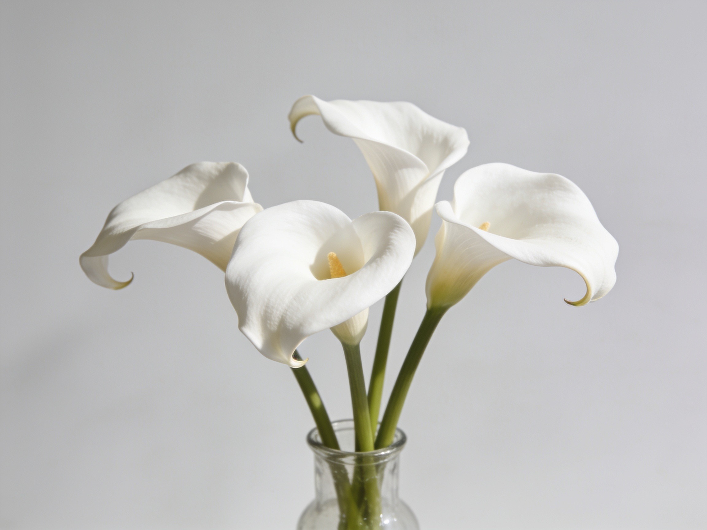 Calla Lily Knowledgebase Hero