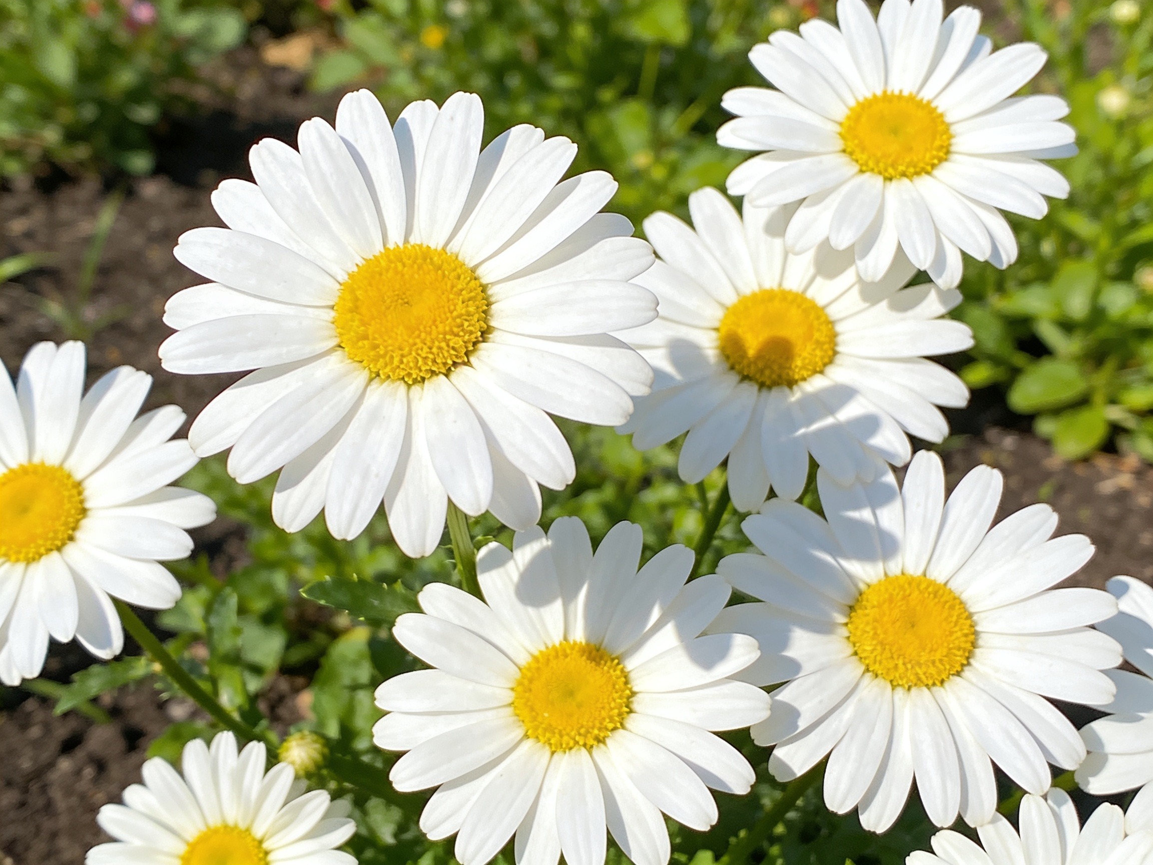 Daisy Flowers Hero