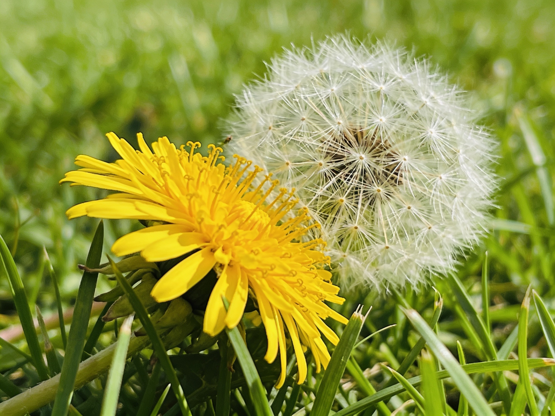 Dandelions Hero