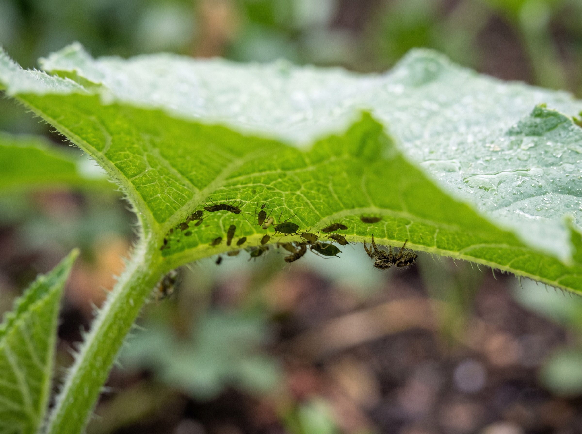Boxelderbugs