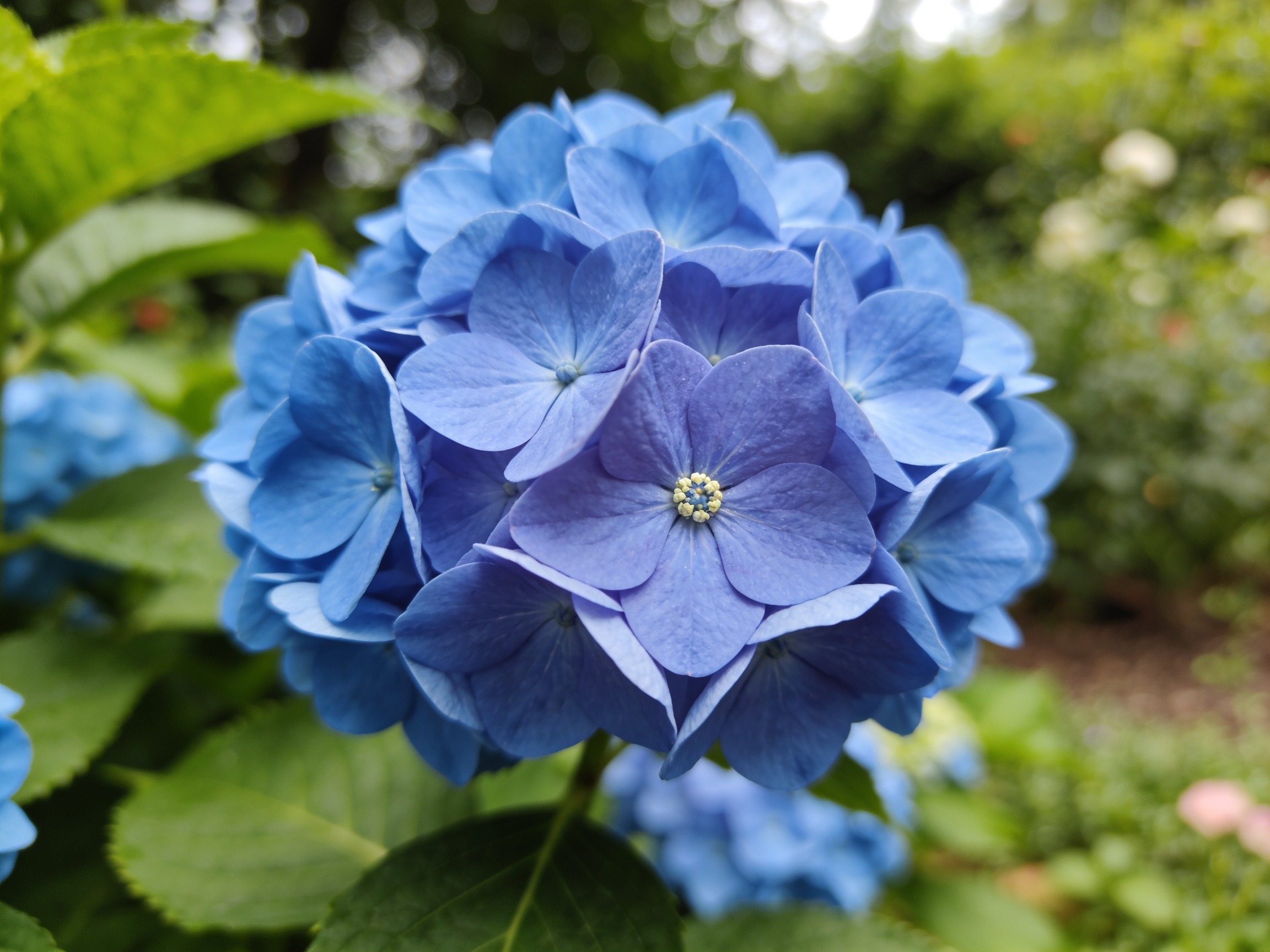 Blue Hydrangea Hero