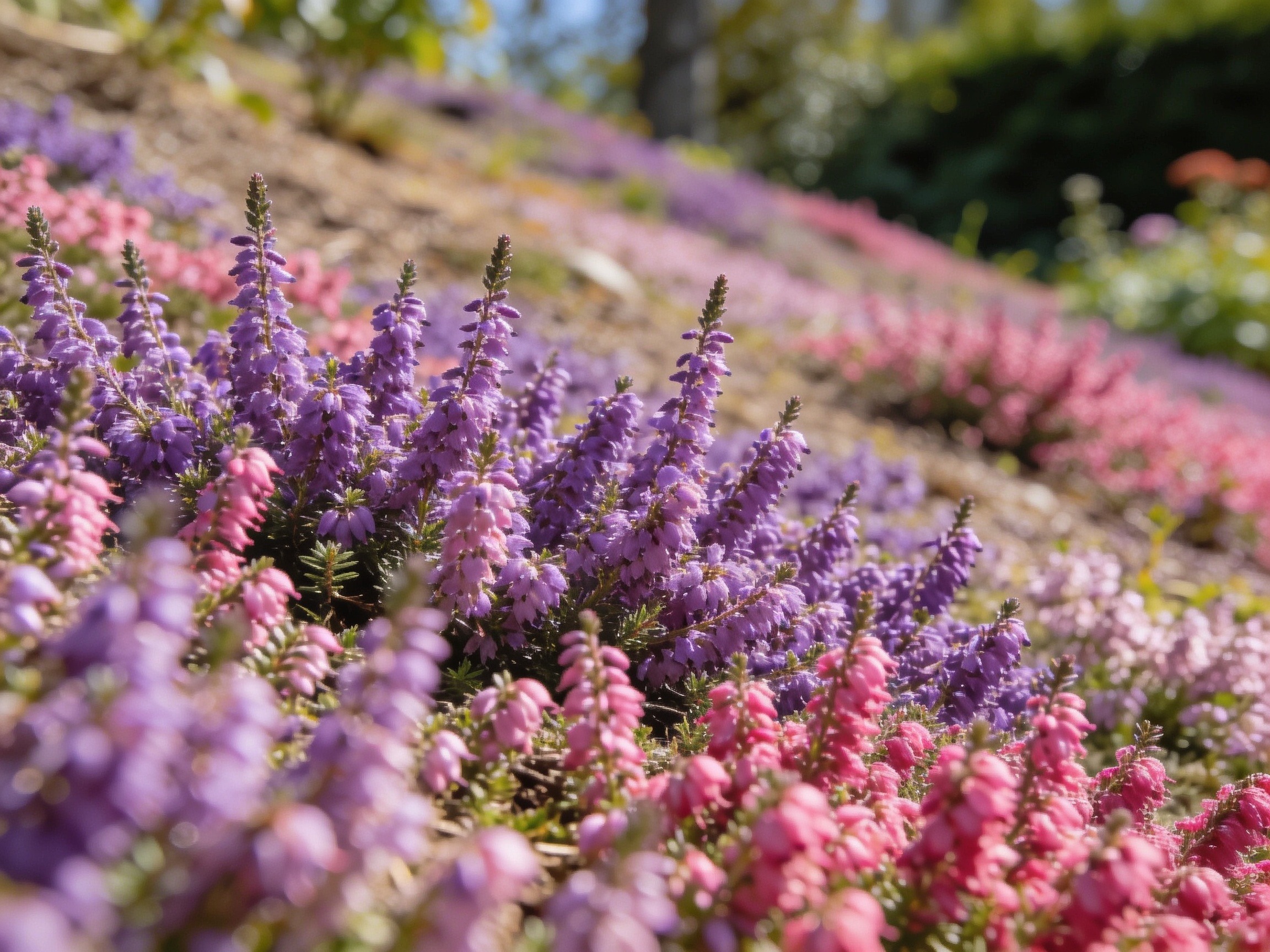 Heather Flowers Hero