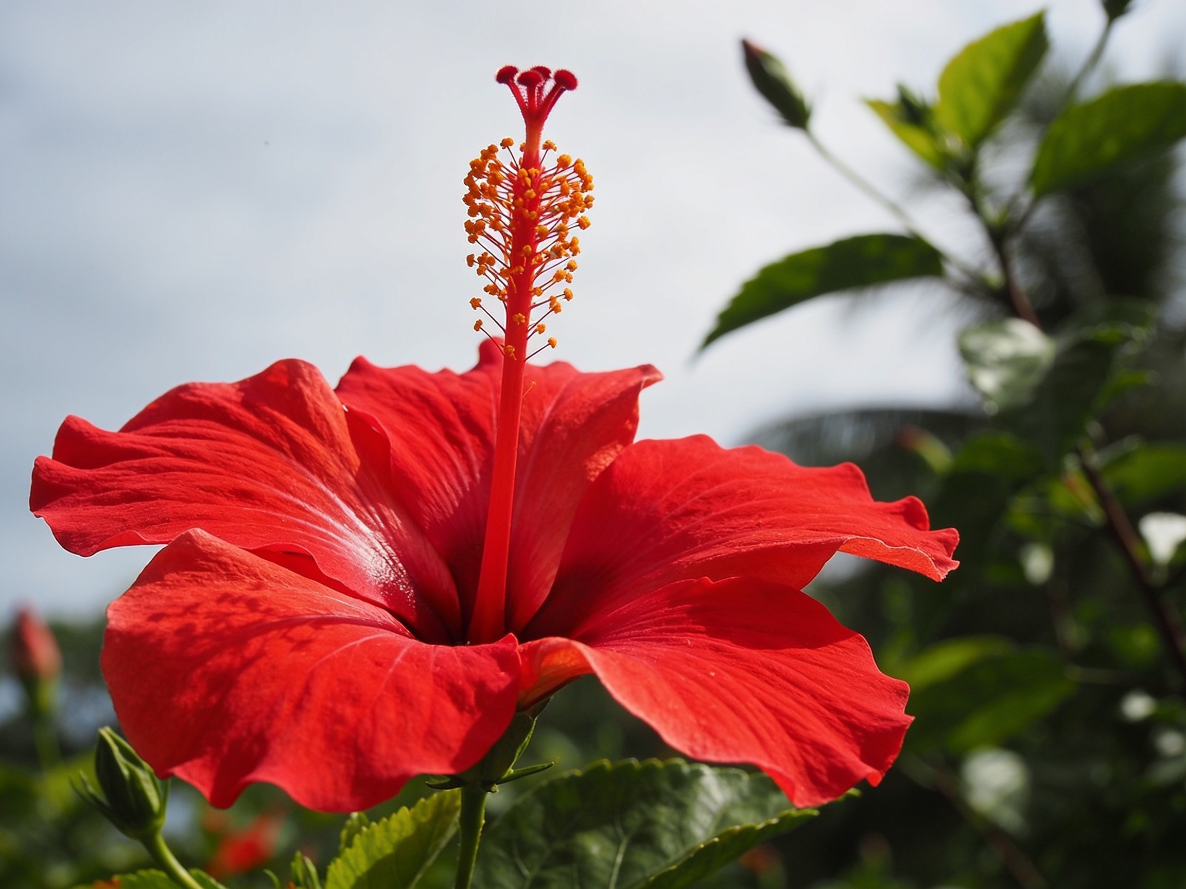 Hibiscus Flowers Hero