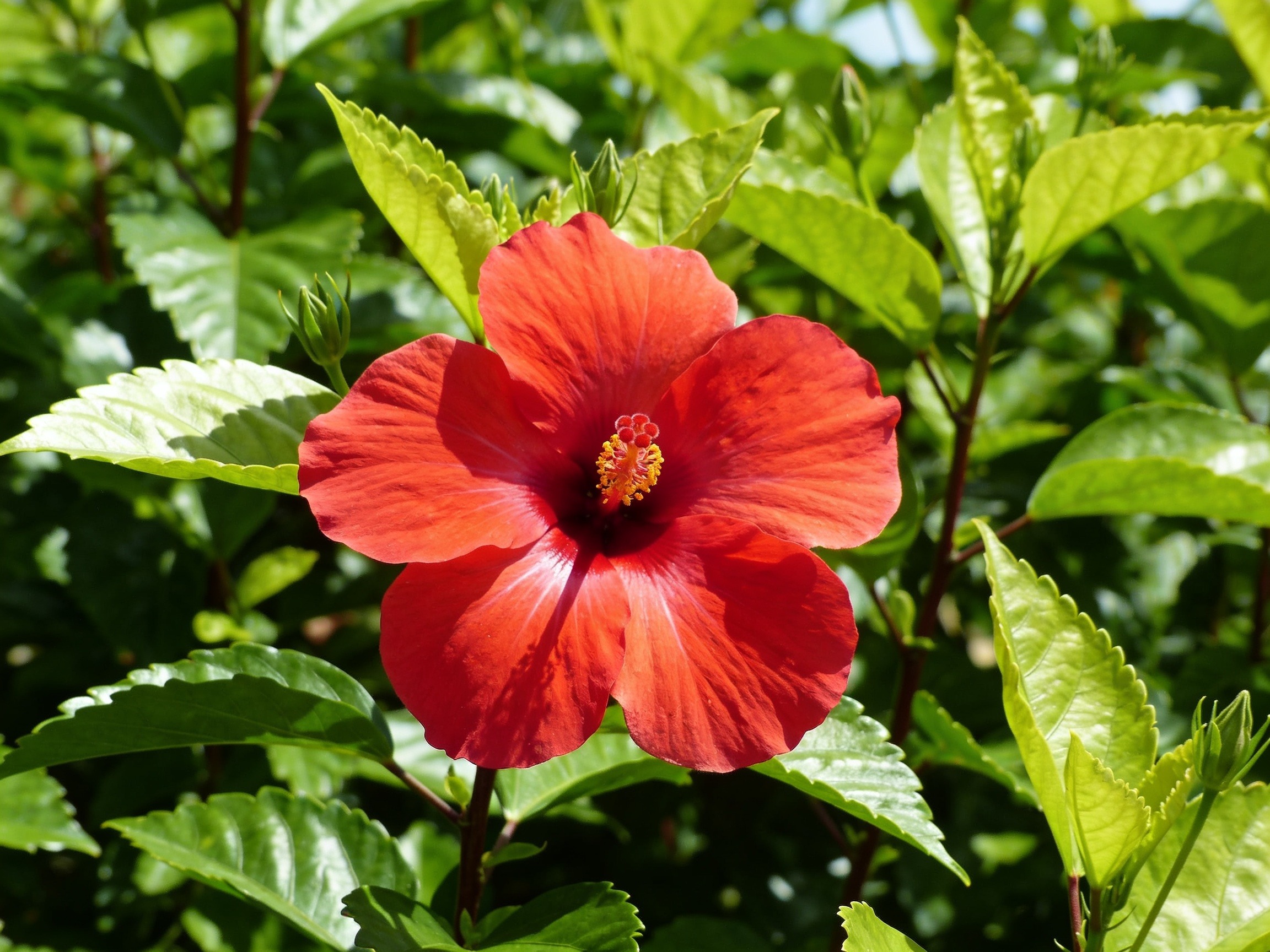 Hibiscus Hawaii Hero