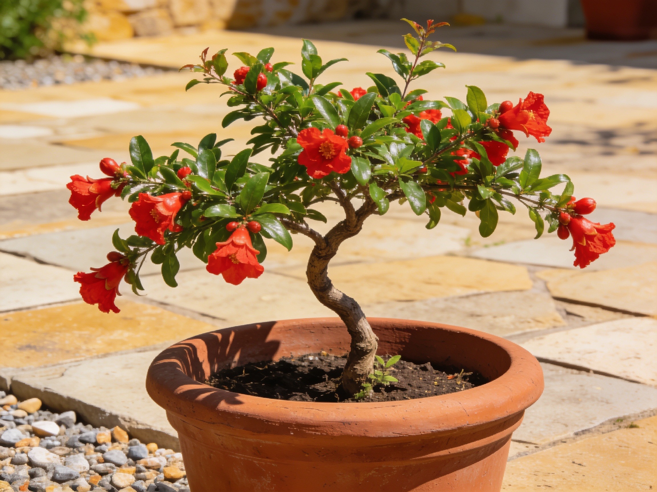 Pomegranate Plant Hero