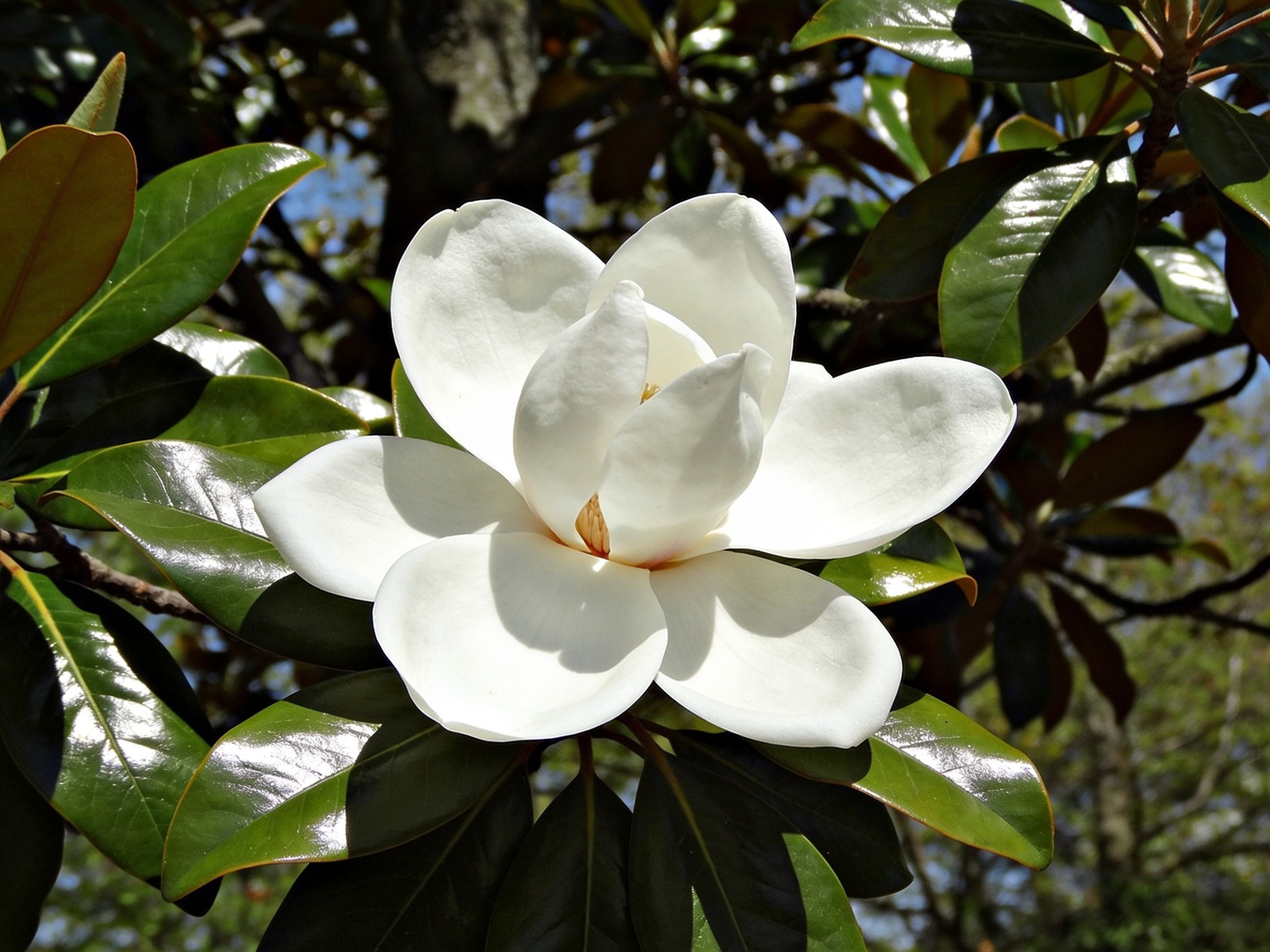 Magnolia Trees Hero