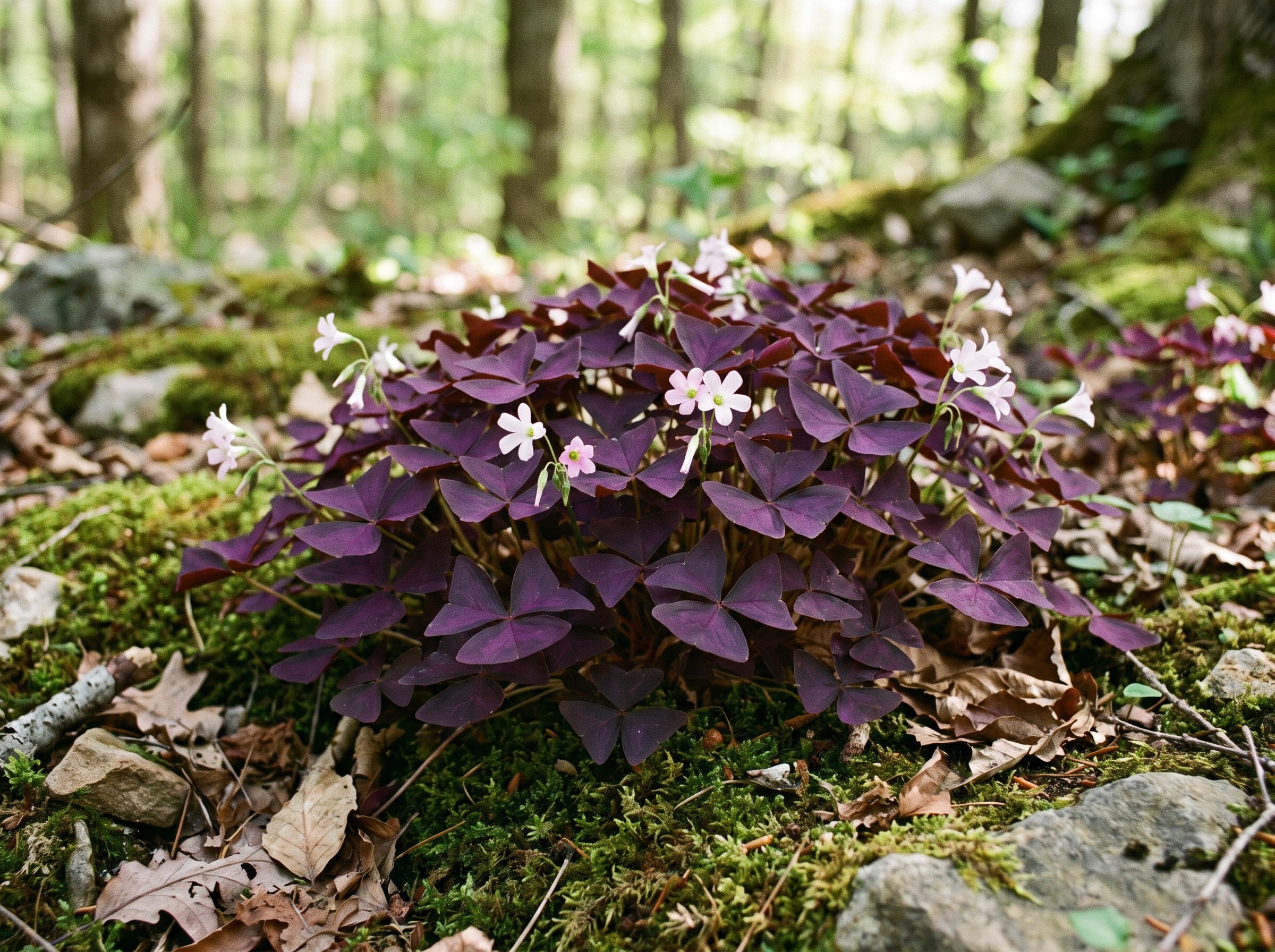 Oxalis Hero