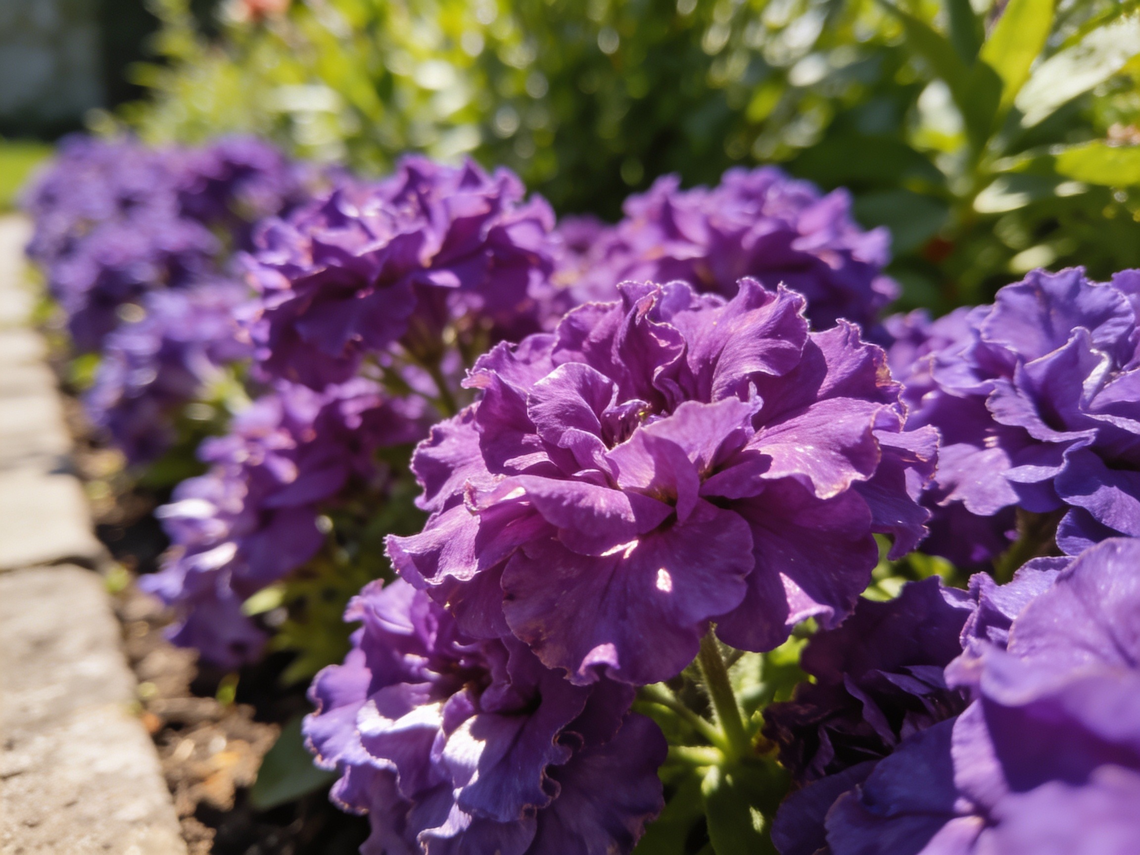 Purple Flowers