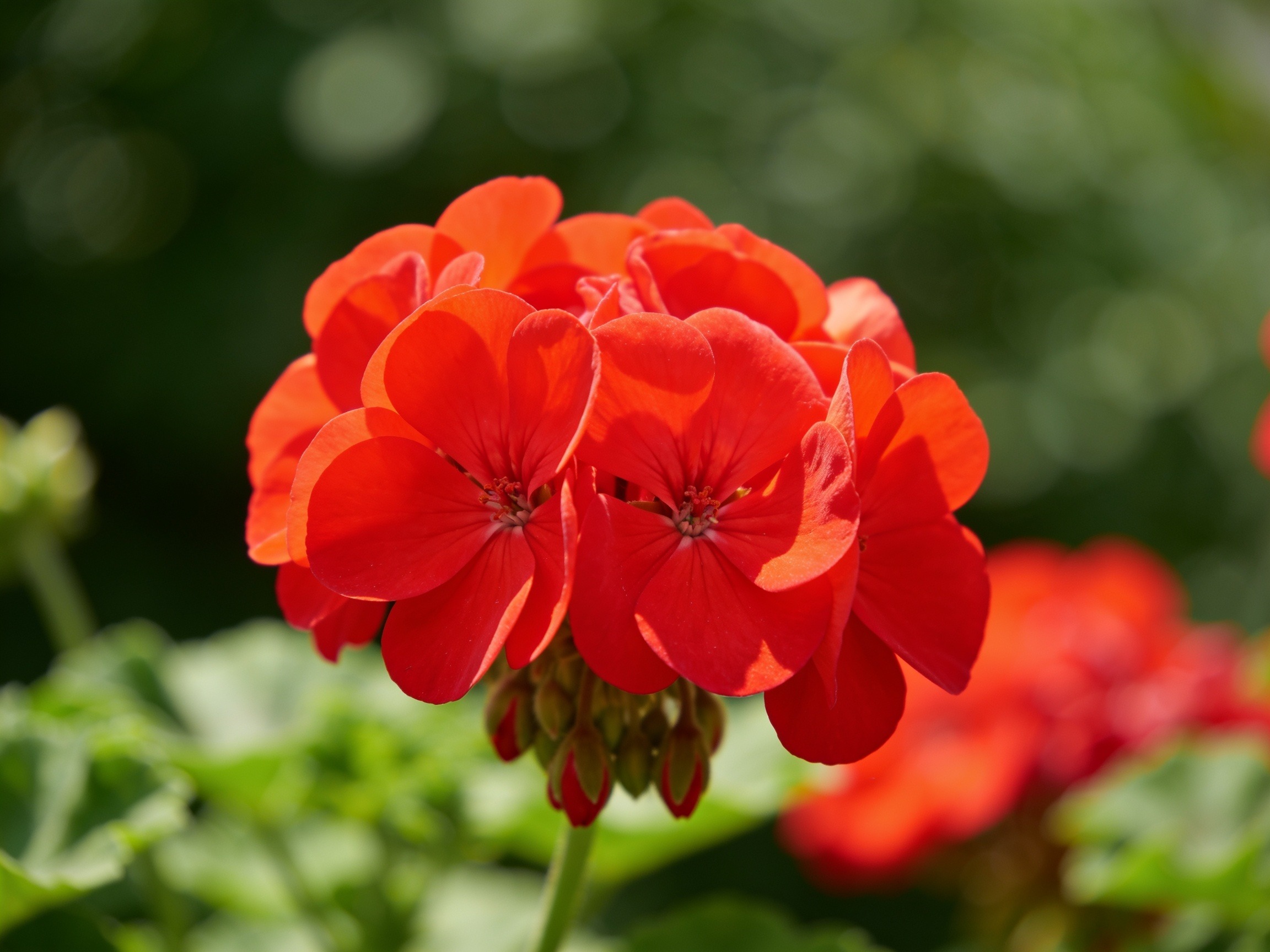 Red Flowers