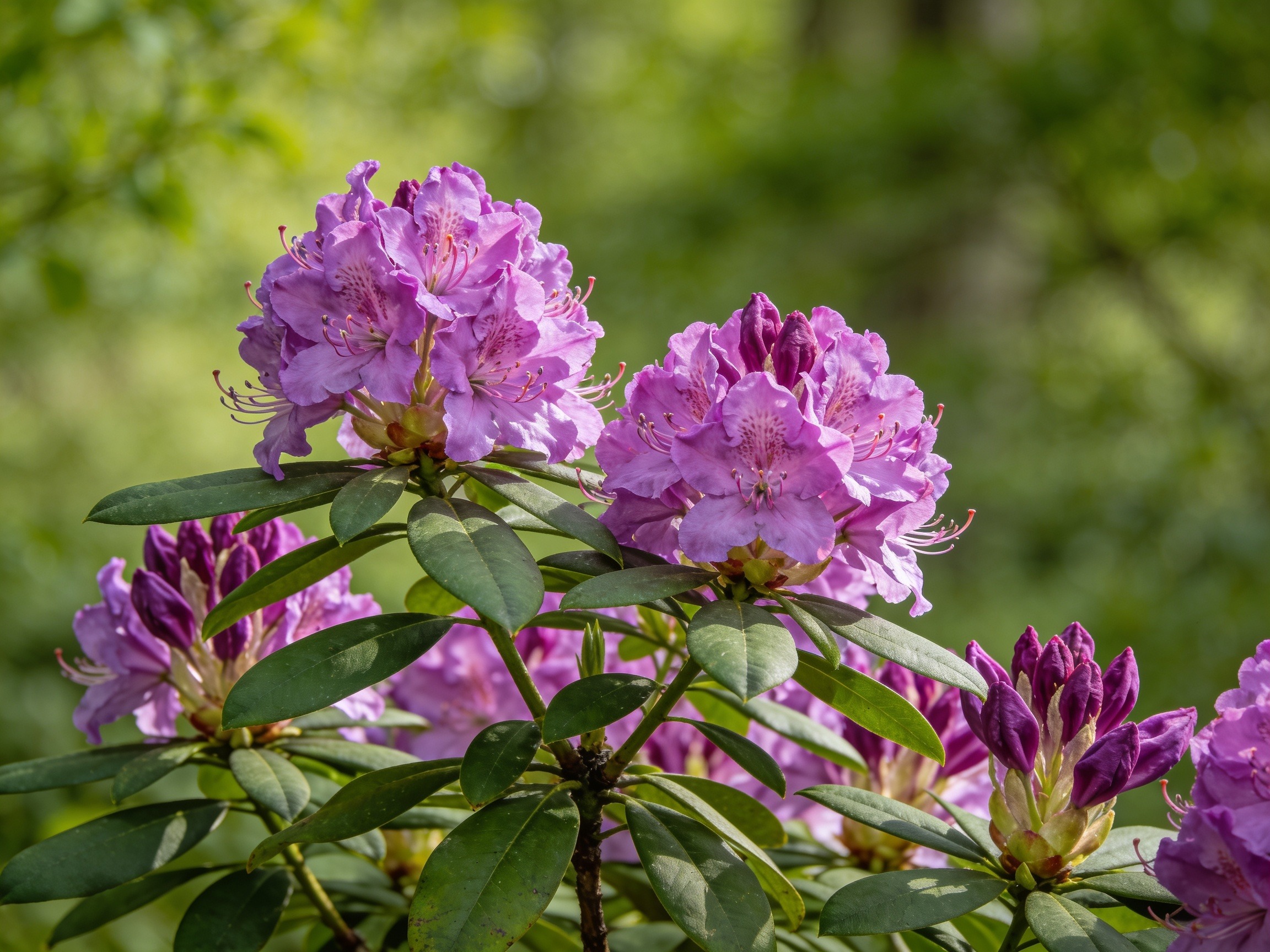 Rhododendron Hero