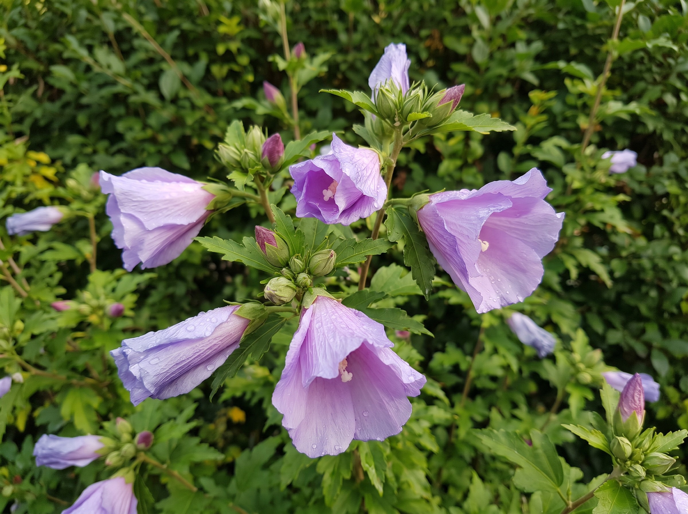 Rose Of Sharon Hero