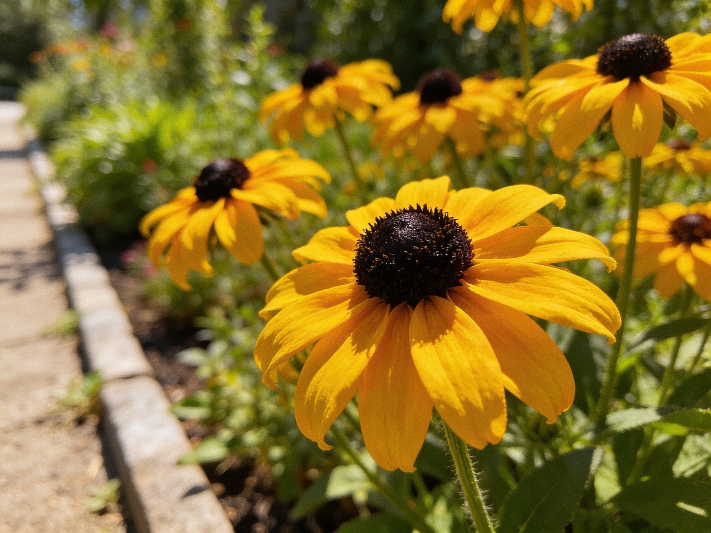 Rudbeckia Hero