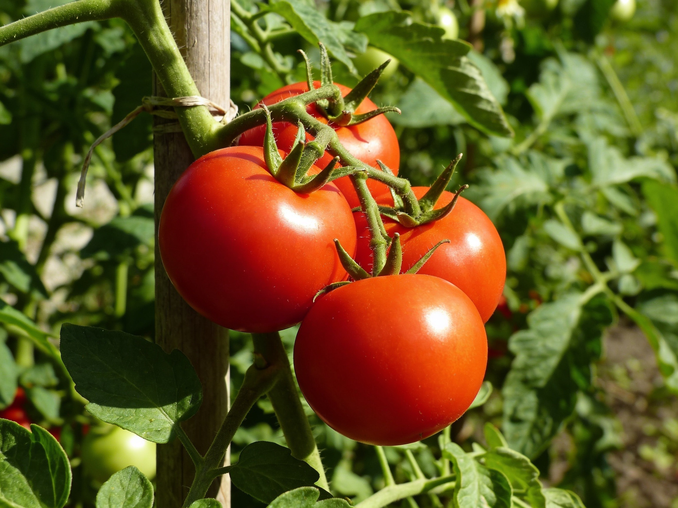 Tomatoes Hero