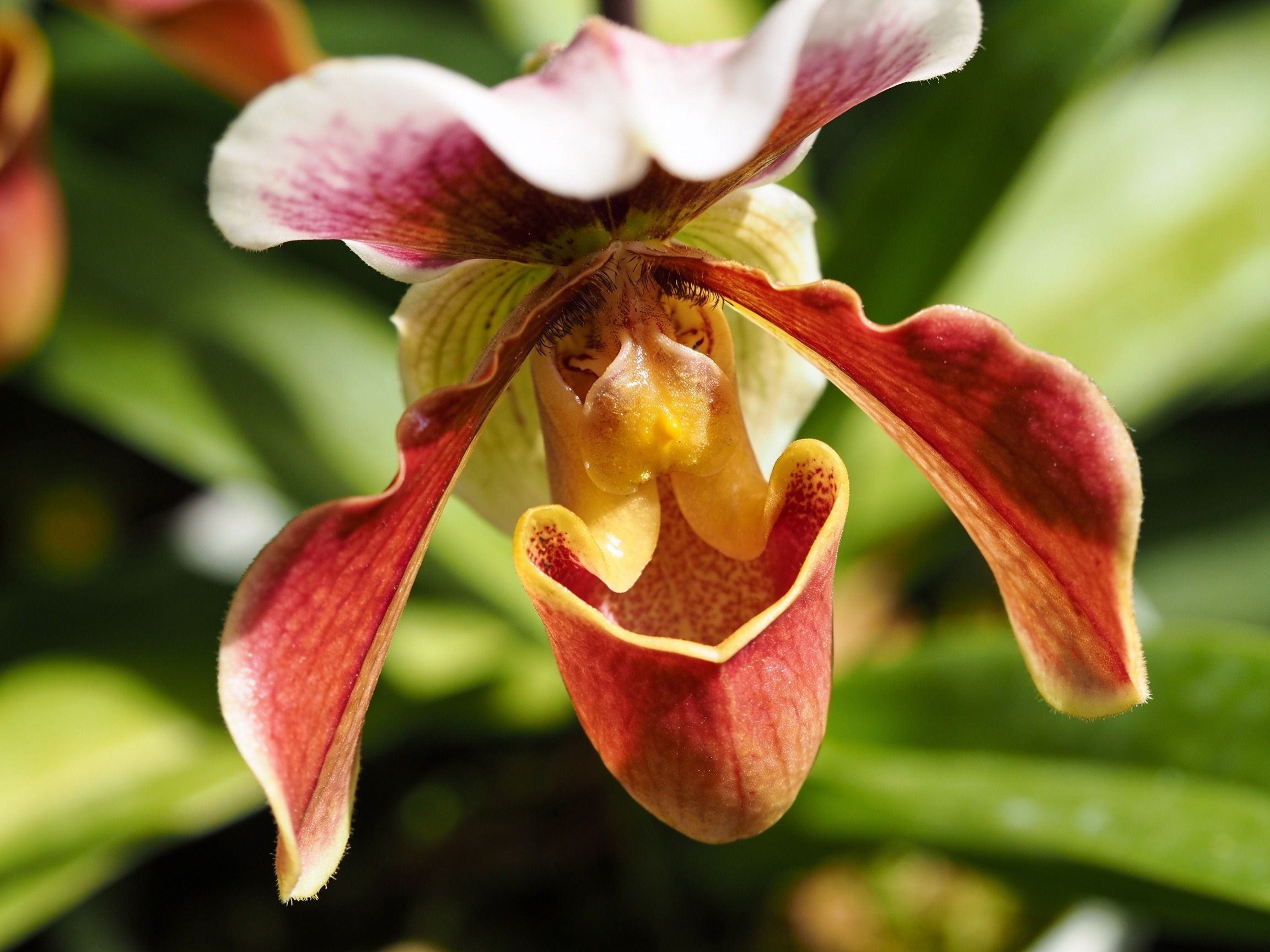 Unusual Orchid Hero