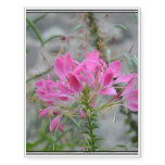Cleome Temporary Tattoos